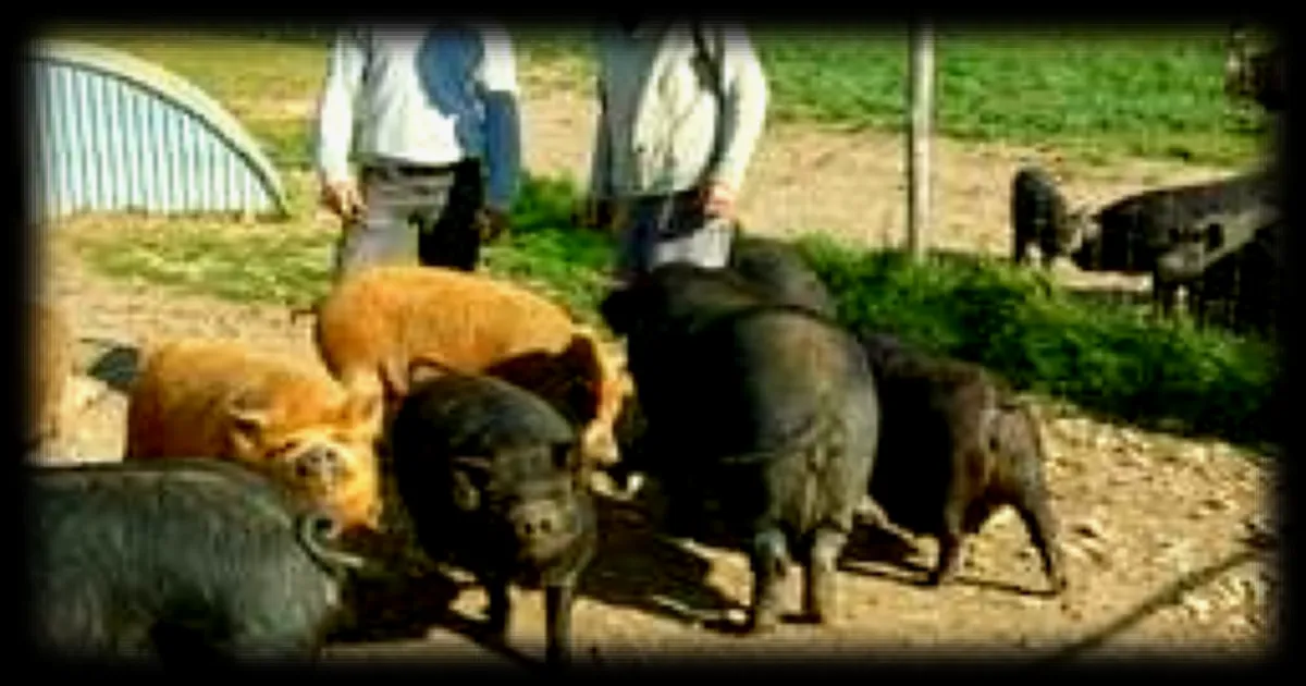 Quatre frères et sœurs relancent la ferme familiale abandonnée depuis 15 ans