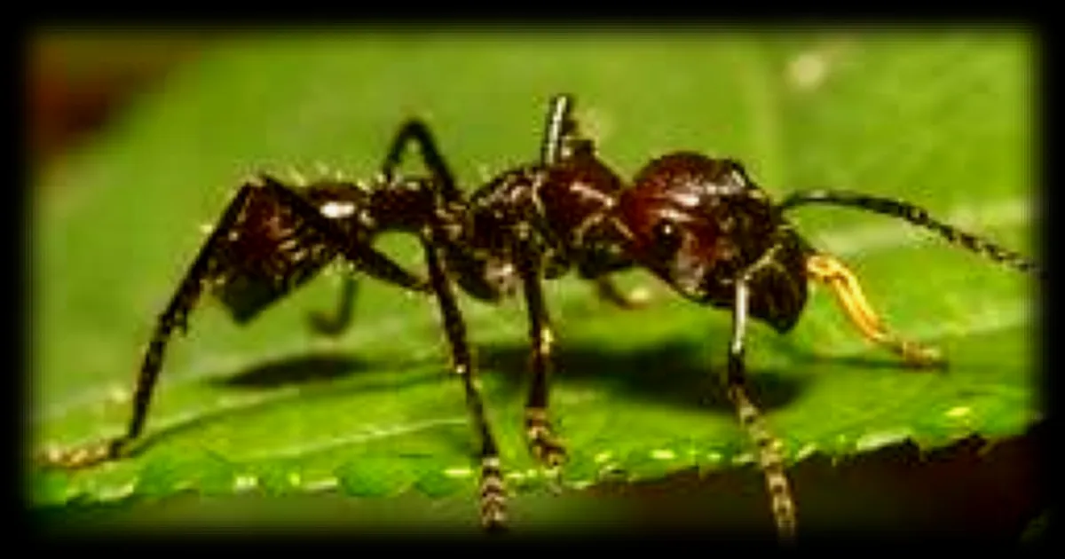 Quelle est la pire piqûre d'insecte ? Des chercheurs testent sur leur propre corps pour le découvrir