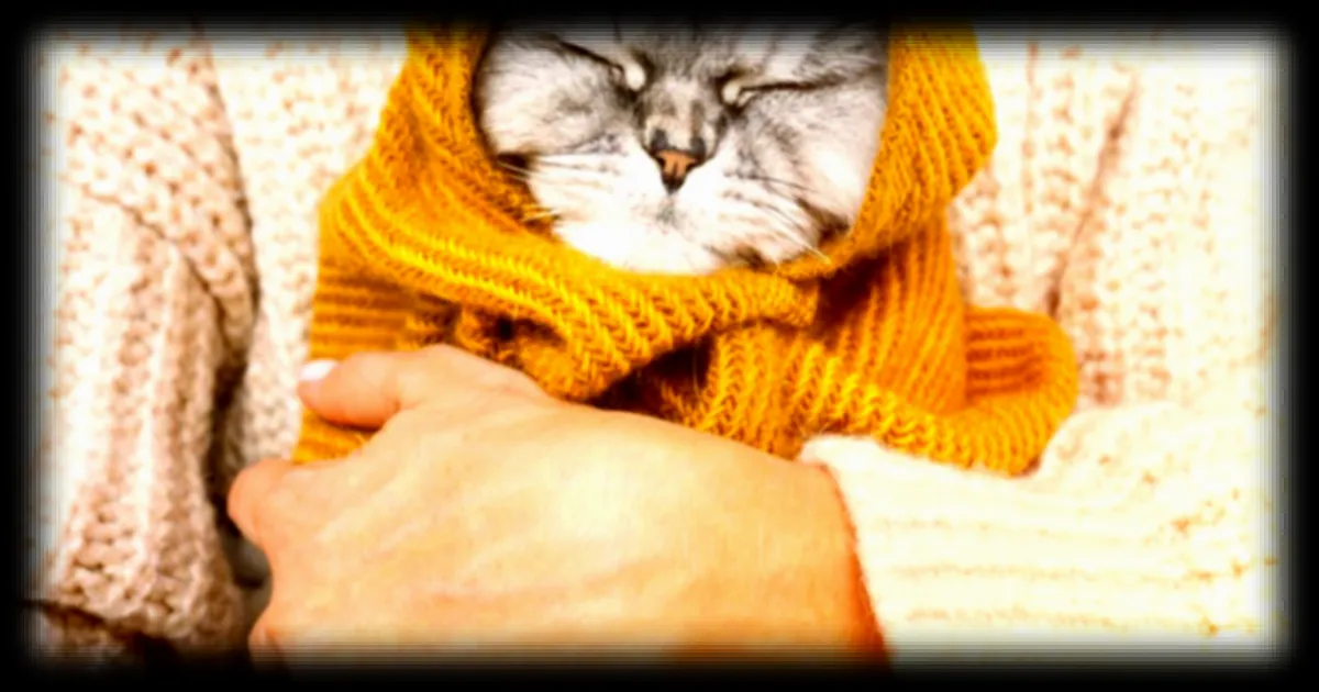 Quelle température est dangereuse pour les chats ? Les conseils pour les protéger en hiver