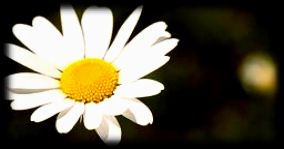 Quiz : connaissez-vous le nom de ces fleurs ?