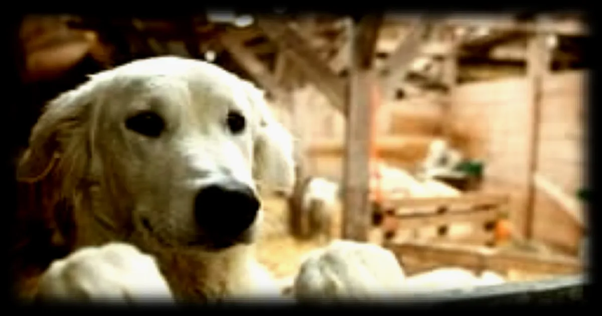 Quiz : testez vos connaissances sur les races de chiens