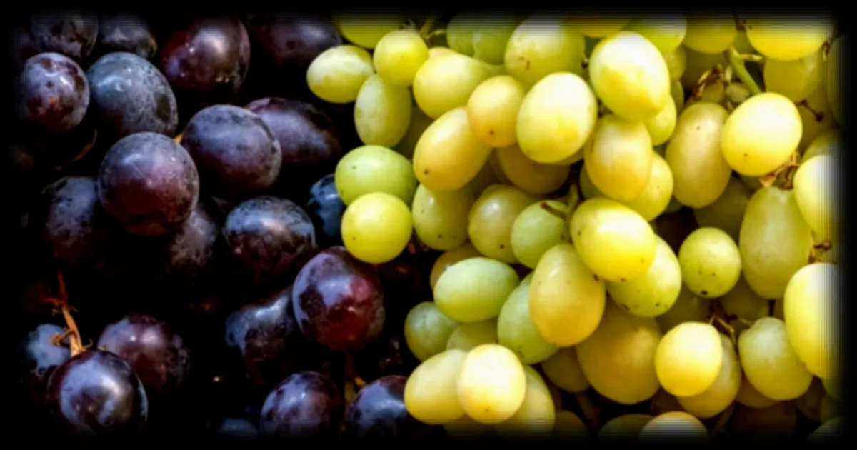 Raisin noir vs raisin blanc : lequel choisir pour ses bienfaits nutritionnels ?
