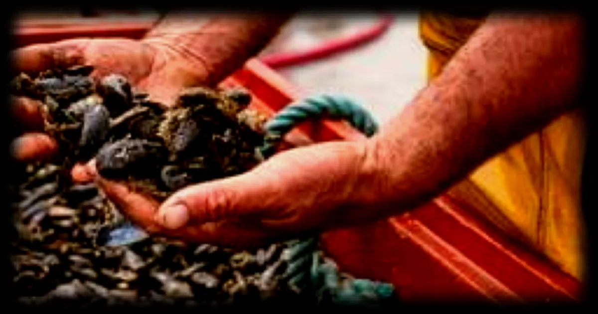 Rappel de moules contaminées vendues par des magasins U en France