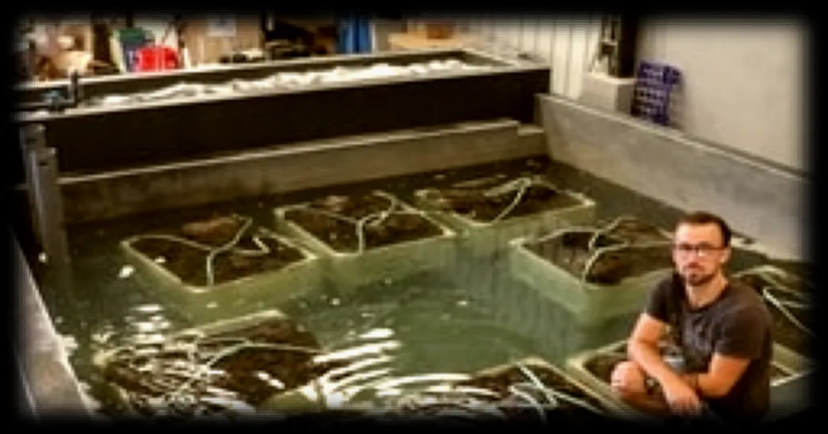 Réchauffement climatique : les mytiliculteurs bretons face à la baisse de leur production de moules