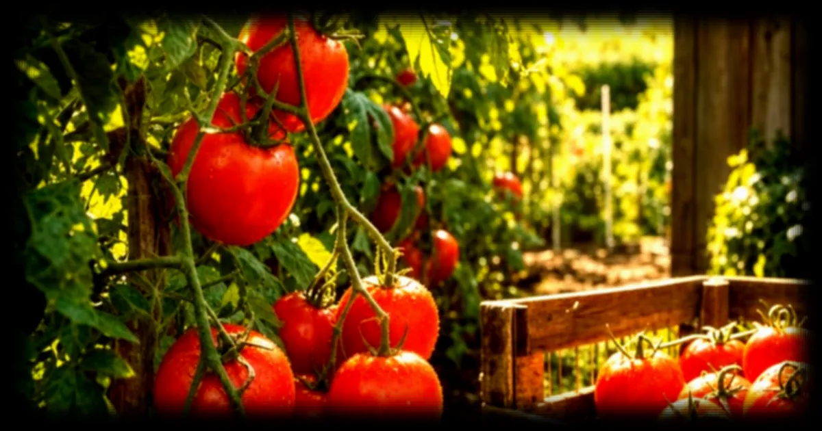 Récolte des tomates : l'heure idéale pour sublimer leur goût, selon les experts