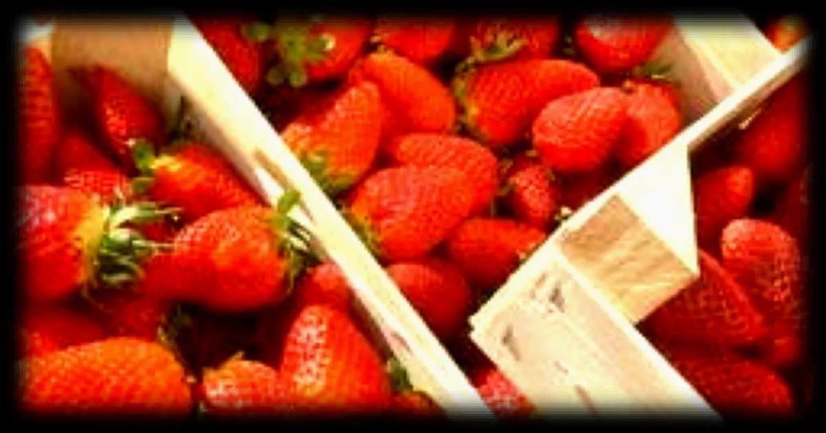 Récolte record de fraises gariguettes : les prix à la baisse malgré la canicule