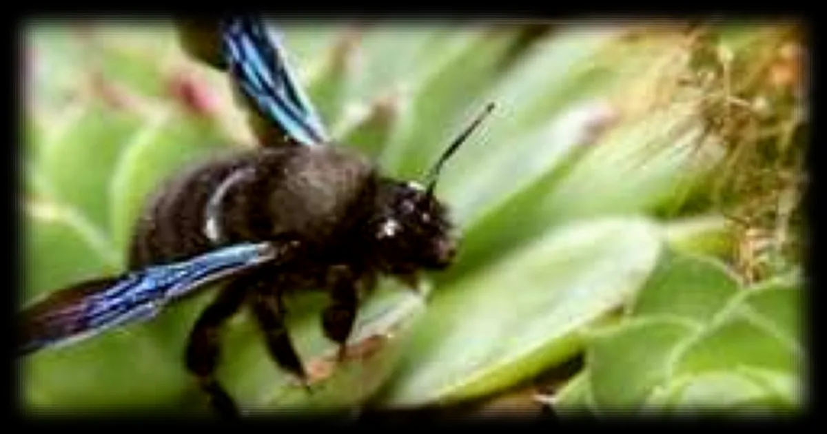 Reconnaissance des petites bêtes des jardins en France : un quiz à ne pas manquer