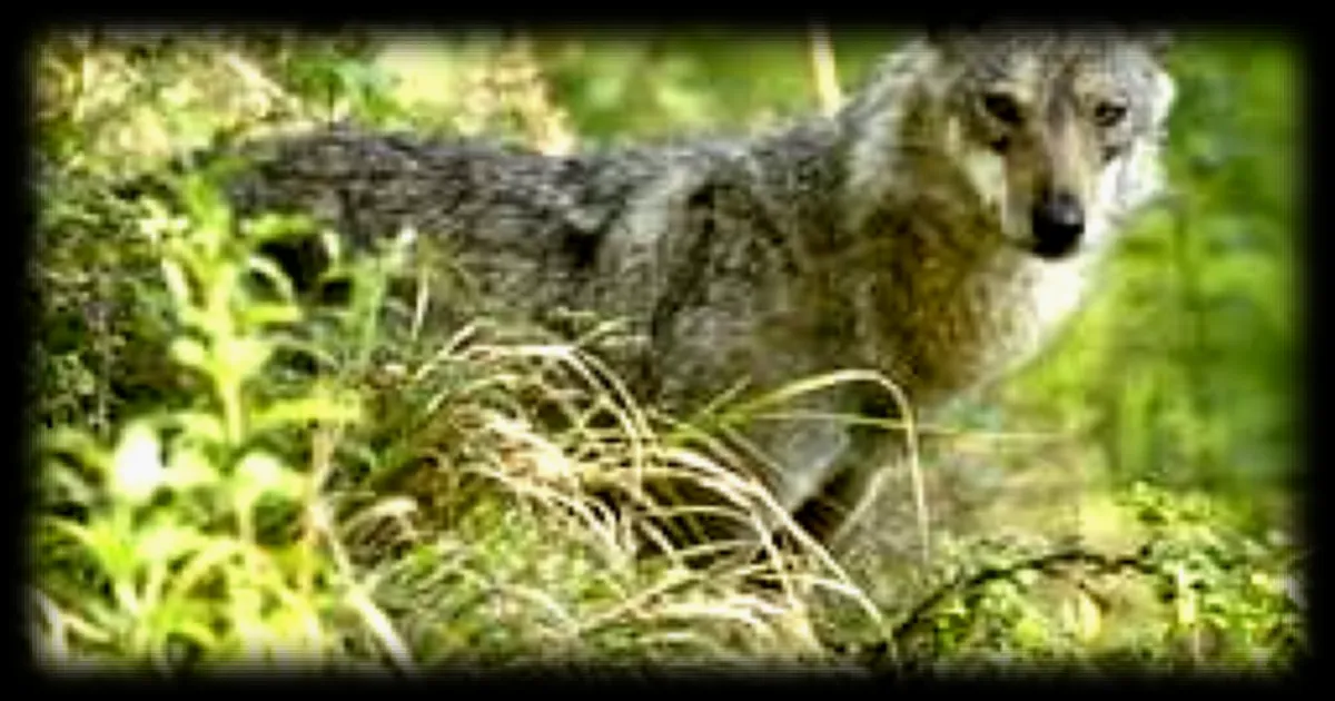 Recrudescence des crimes contre la faune sauvage en Italie : 18 loups retrouvés empoisonnés dans une réserve naturelle