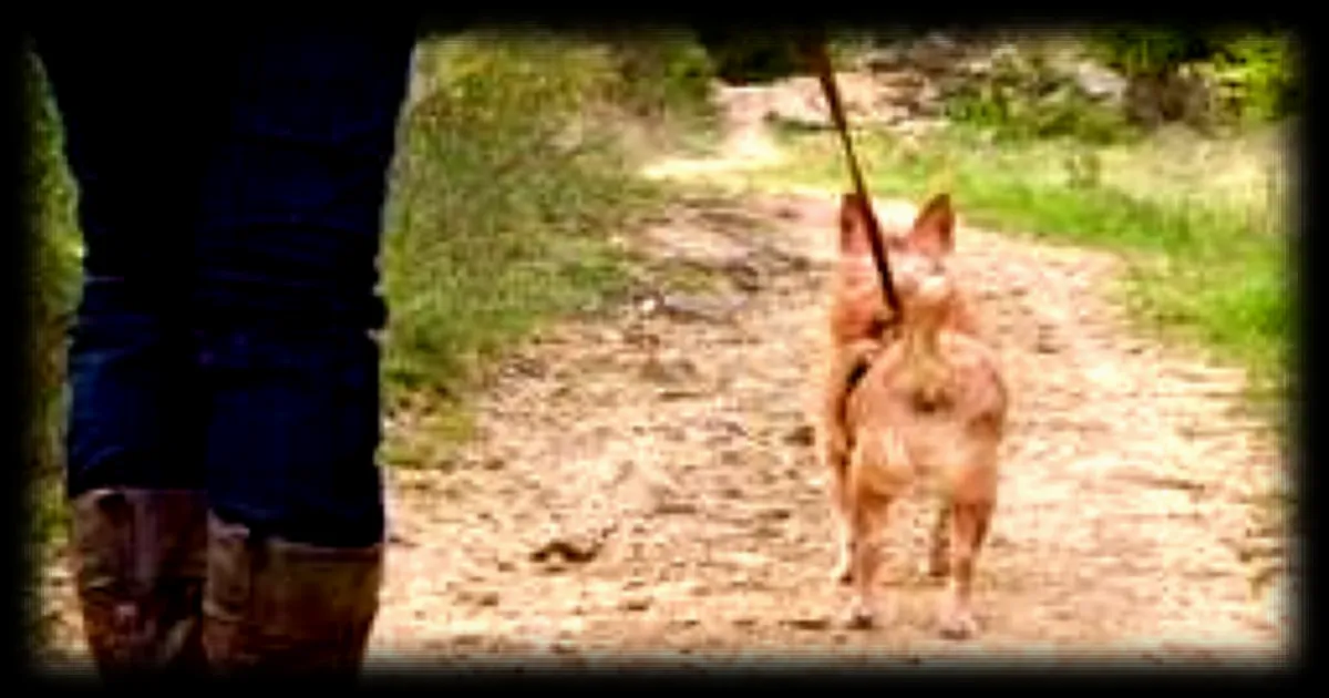 Réglementation printanière : chiens tenus en laisse dans les forêts jusqu’au 30 juin