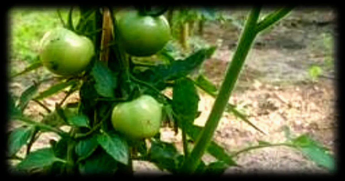 Repiquage des tomates : les bons gestes pour un rendement optimal