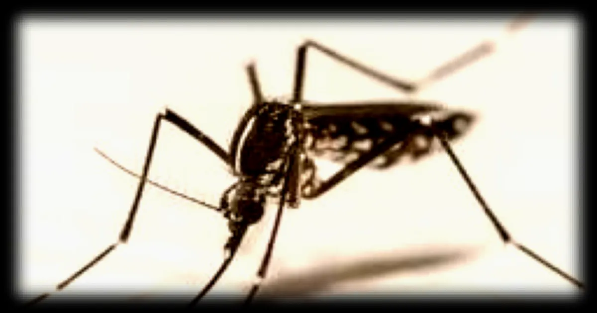 Résistance des moustiques aux insecticides : une menace croissante pour la lutte antivectorielle