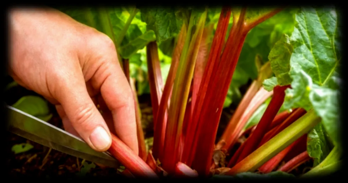 Rhubarbe : trois pièges à éviter au jardin et en cuisine