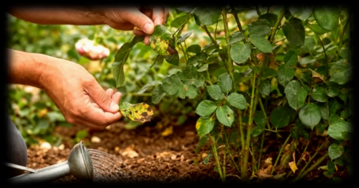 Roses en été : quatre gestes simples pour protéger ses rosiers des maladies fongiques
