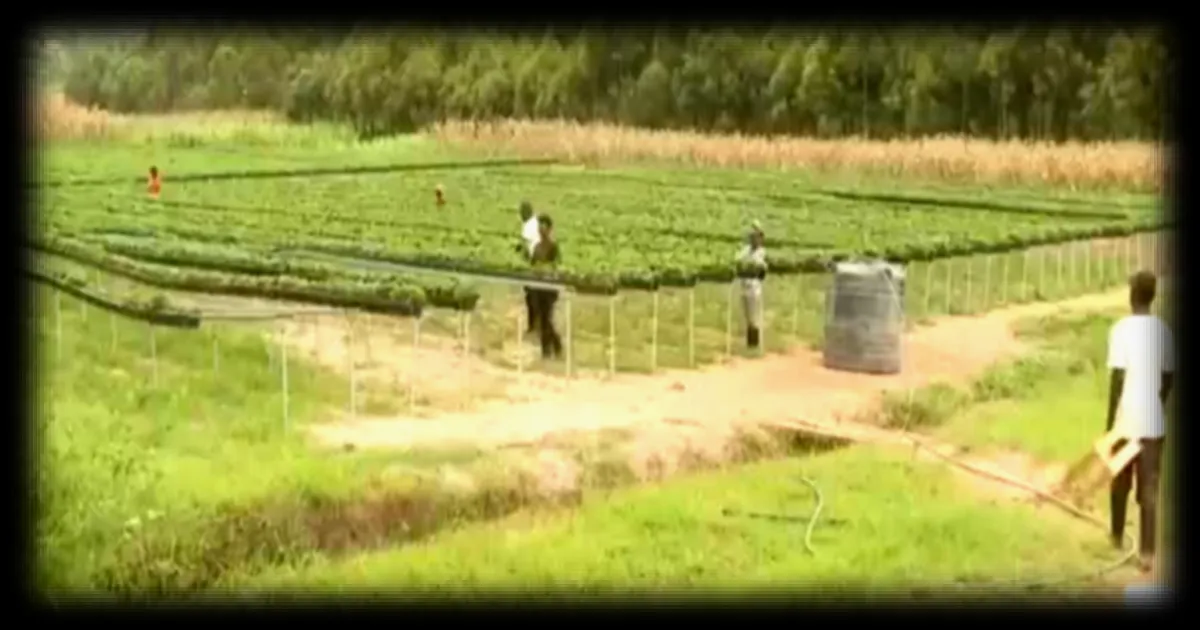 Rwanda : Les terres agricoles menacées par l'expansion des chantiers immobiliers à Kigali