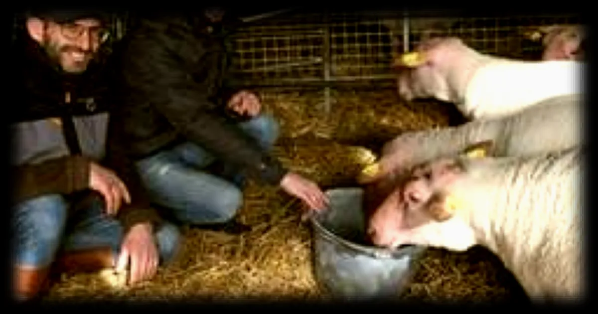 Salon de l'Agriculture 2026 : les éleveurs du Maine-et-Loire présentent des moutons, des poneys, des chiens et des chats