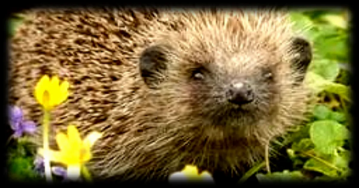 Sauver les hérissons grâce aux ultrasons : une découverte révolutionnaire de l'université d'Oxford