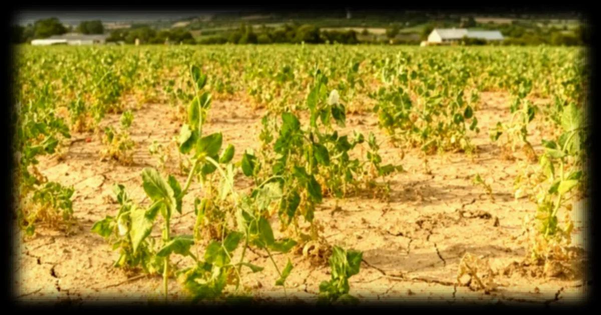 Sécheresse en Bretagne : la hausse des prix des légumes menace les rayons et les agriculteurs