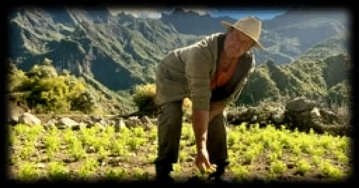 Sécheresse historique à La Réunion : le cirque de Cilaos confronté à une crise agricole