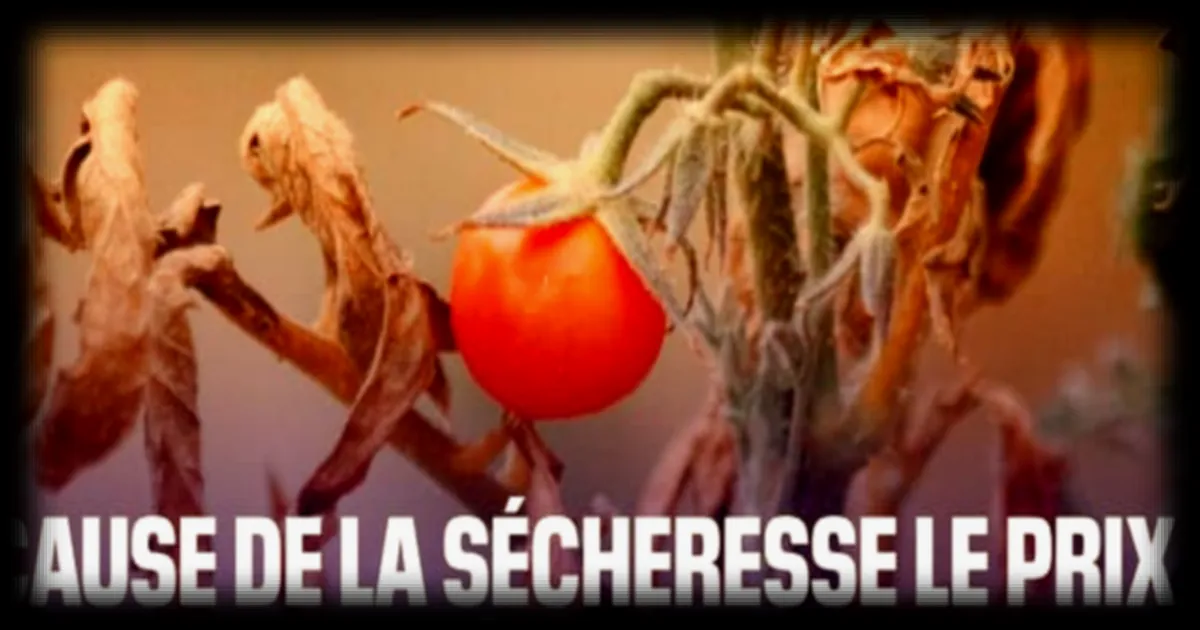 Sécheresse : la hausse des prix des fruits et légumes se confirme pour les consommateurs