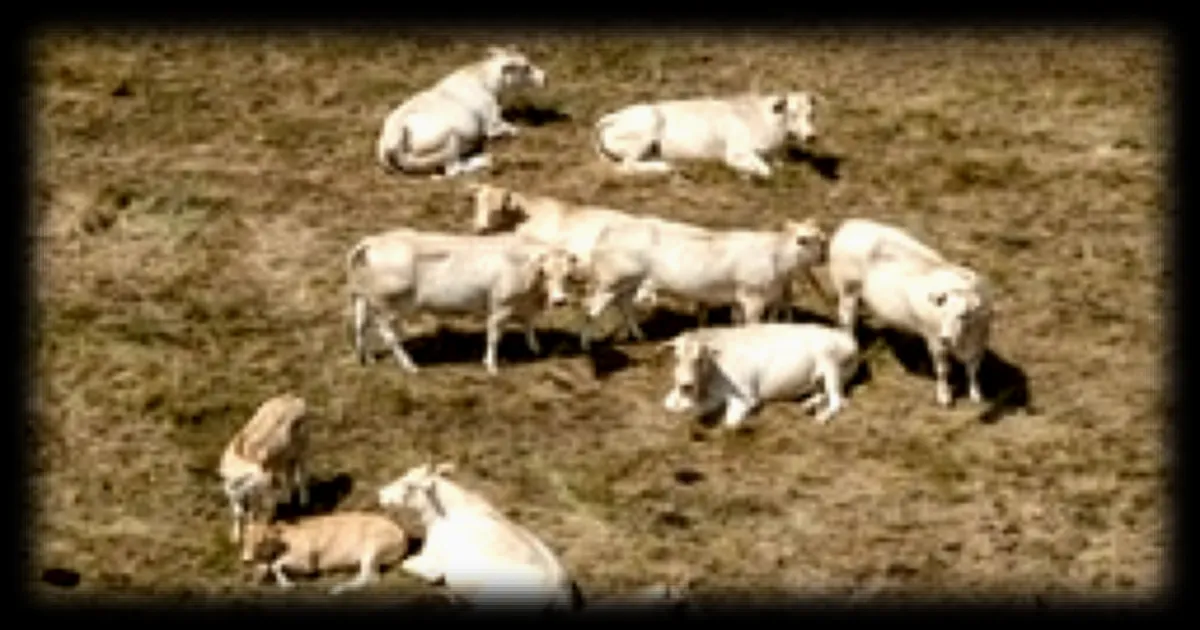 Sécheresse : les éleveurs de bovins, ovins et caprins réclament une expertise des prairies touchées