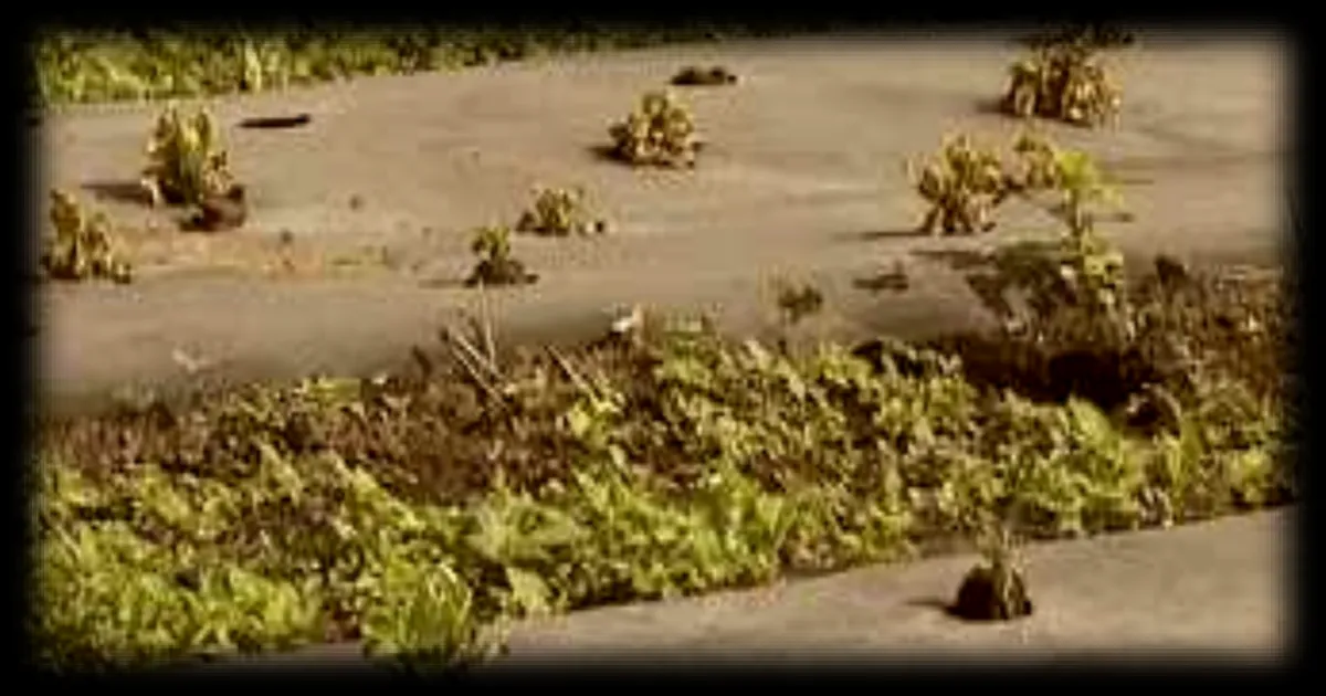 Sécheresse : les rayons de salades se raréfient en raison des canicules persistantes