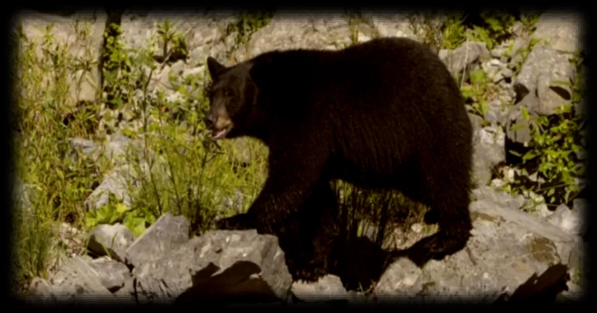 Sécheresse record dans l'Ouest américain : des ours affamés envahissent les zones habitées