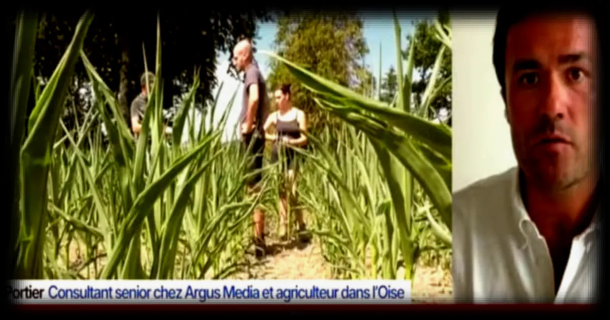 Sécheresse : une catastrophe assurée pour la récolte de maïs cette année