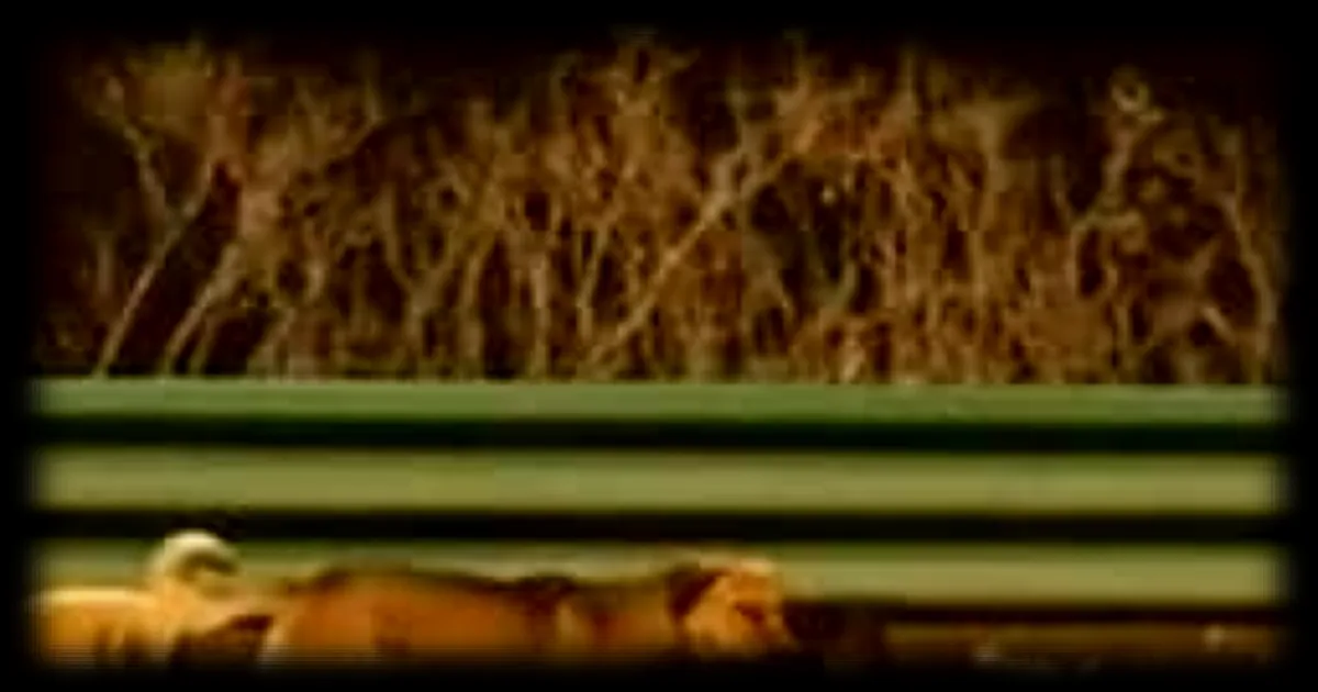 Sept chiens disparus en Chine parcourent 17 km pour rentrer chez eux