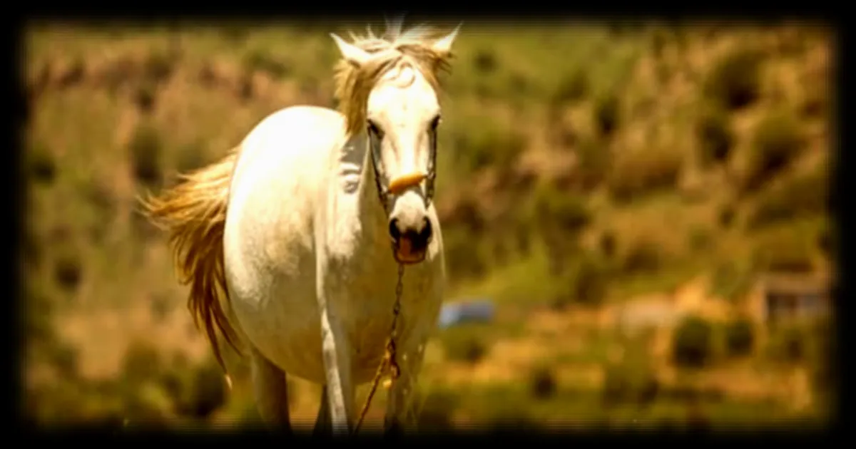 Sicile : deux hommes arrêtés pour une course de chevaux illégale filmée avec des armes à feu, selon RMC Sport