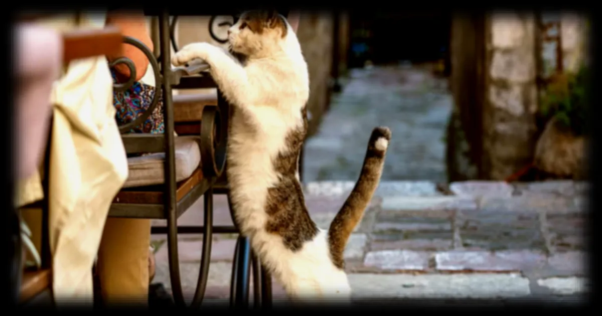 Sorties libres des chats : un risque sanitaire sous-estimé pour les foyers selon une étude internationale