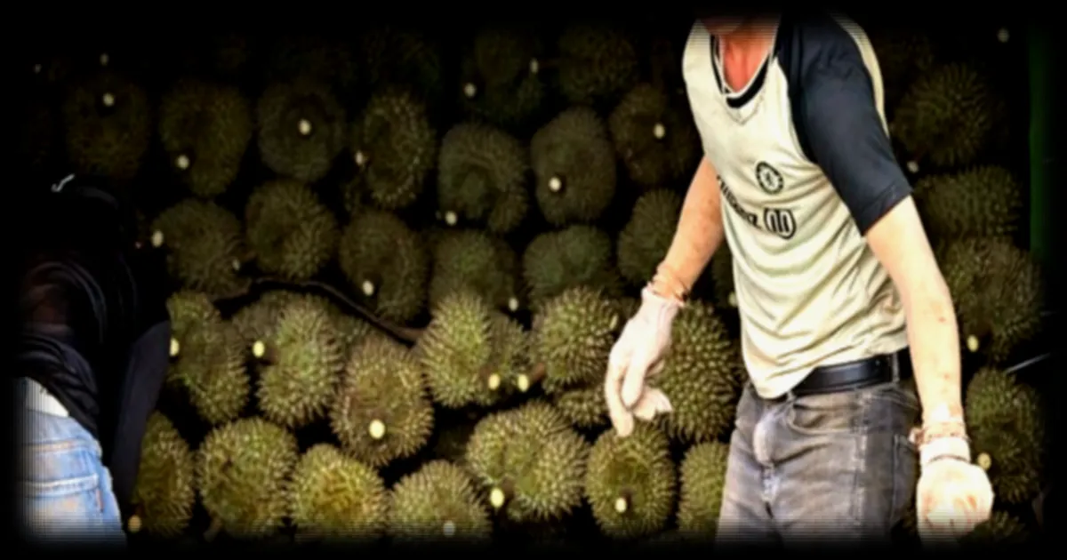 Sur les hauts plateaux du Vietnam, le durian détrône le café sous la poussée de la demande chinoise