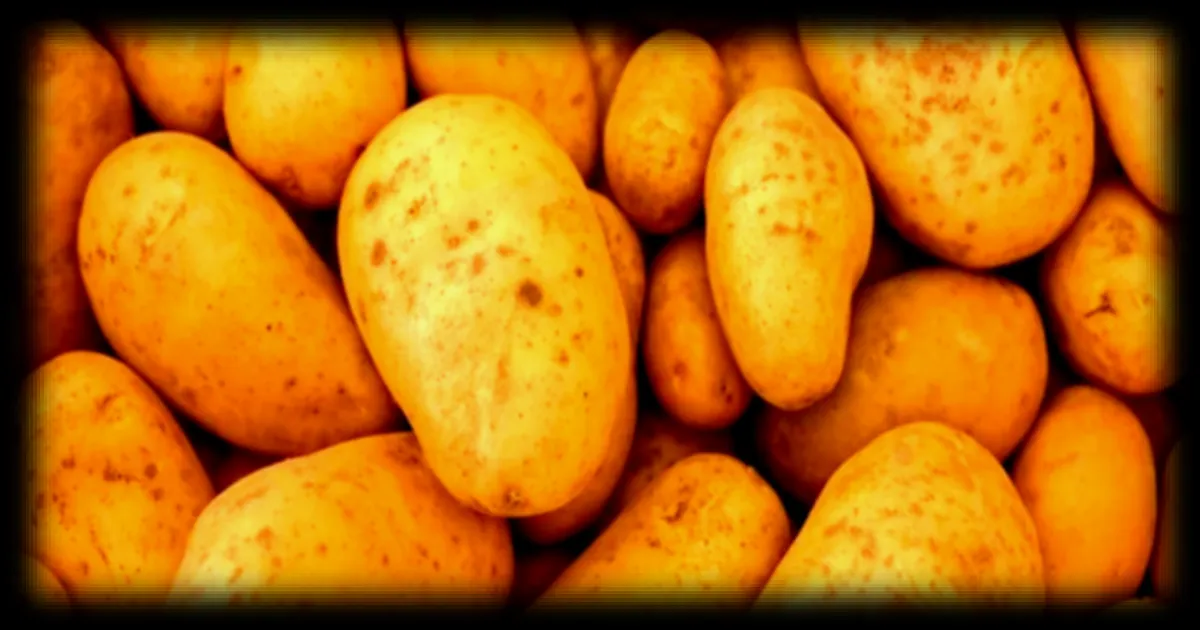 Surproduction record de pommes de terre en Belgique : crise pour les agriculteurs