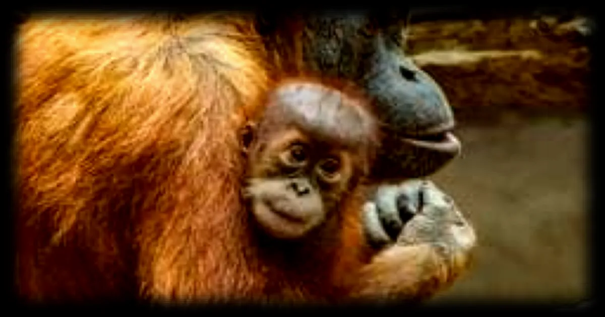 Test de connaissance sur les petits des animaux : Connaissez-vous les noms des petits du lama et du singe ?