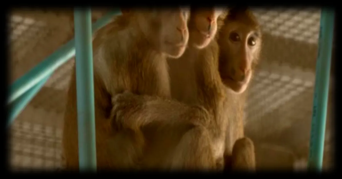 Thaïlande : le marché noir des singes alimenté par la demande des laboratoires pharmaceutiques