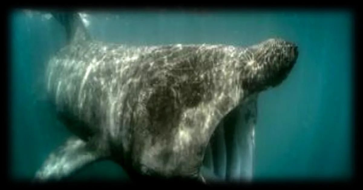 Thons et requins menacés par le réchauffement des océans