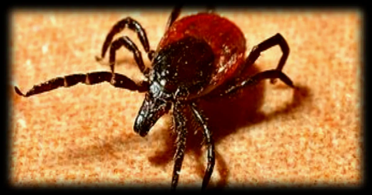 Tiques : des chercheurs français découvrent leur mécanisme d’infection pour développer de nouveaux traitements