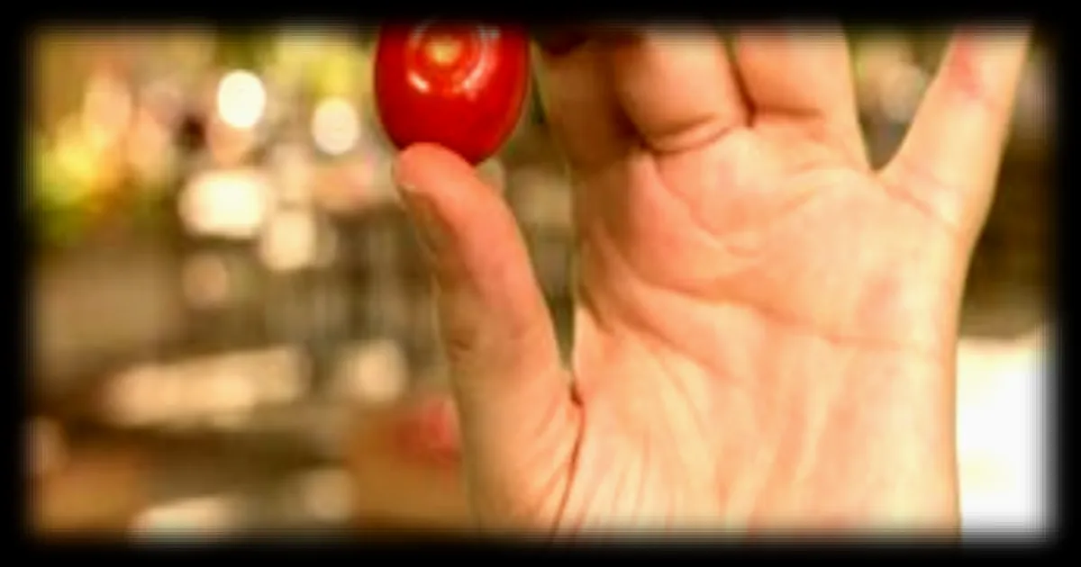 Tomate cerise : saisonnalité, production et guerre des prix décryptées
