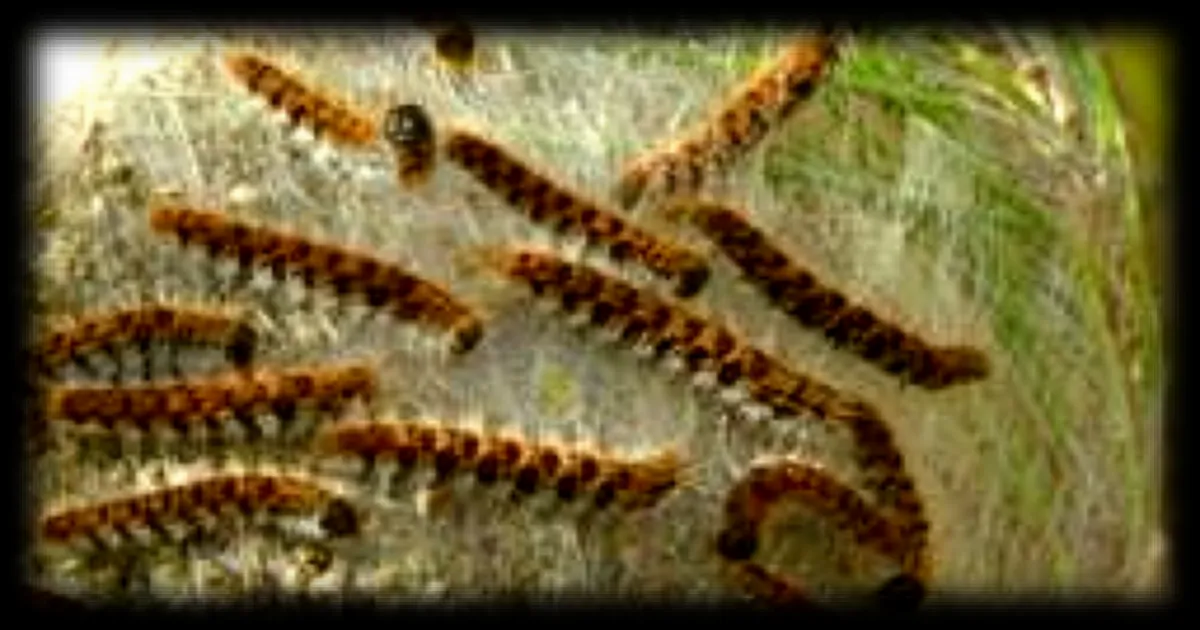 Toulon : Un parc canin contraint de fermer un mois suite à une invasion de chenilles processionnaires