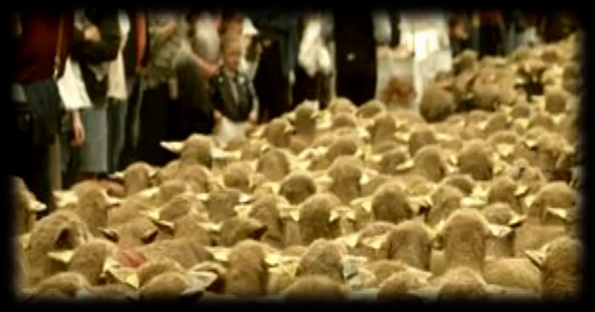 Transhumance en Provence : le retour des troupeaux et des traditions à Saint-Martin-de-Crau