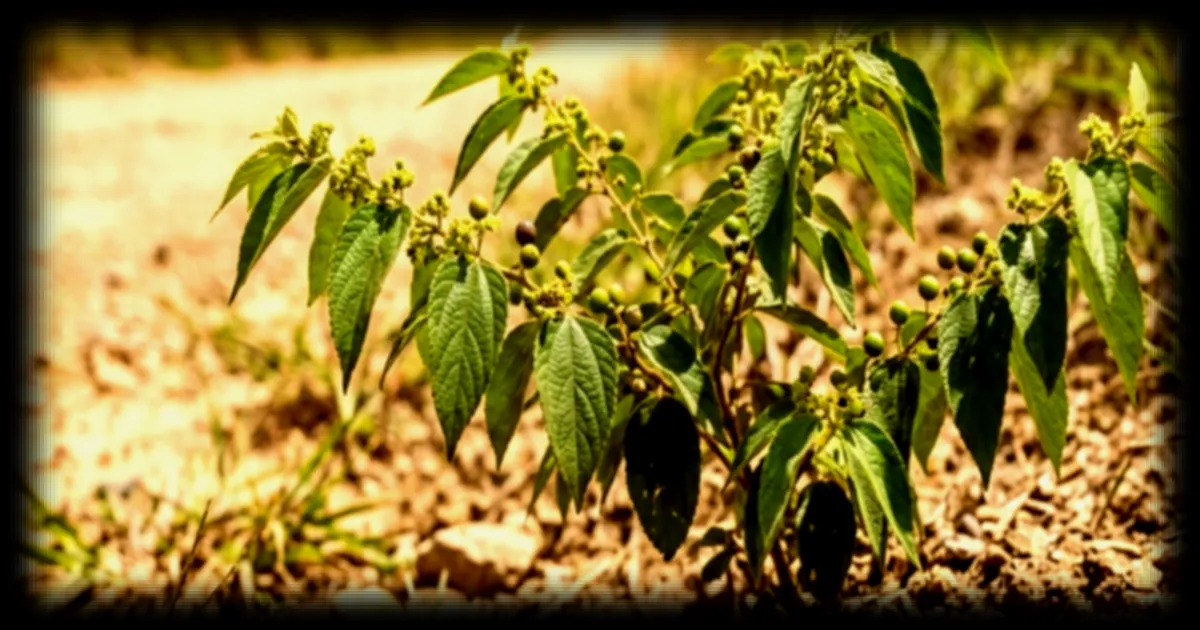 Trema micrantha : cette plante brésilienne produit-elle vraiment du CBD sans cannabis ?