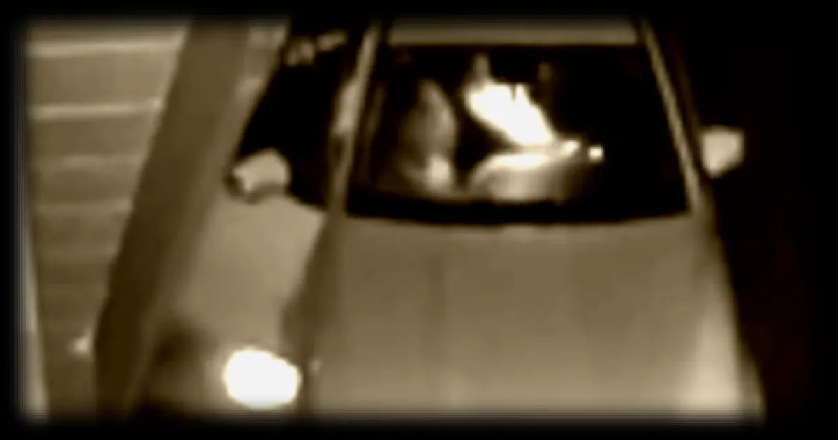 Trois Américains condamnés pour avoir dégradé une voiture en se déguisant en ours pour une tentative de fraude à l'assurance