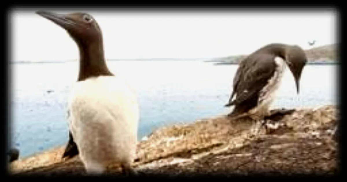 Trois associations intentent une action en justice contre l'État français pour la protection des oiseaux marins