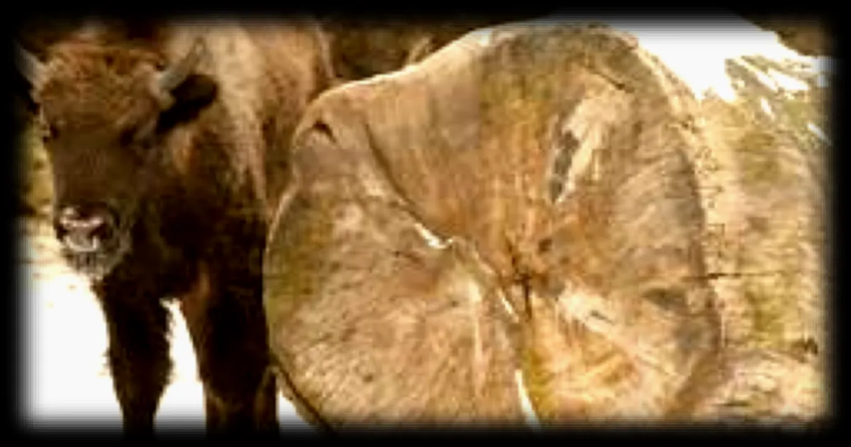 Trois bisons tués après une collision avec un train en Pologne