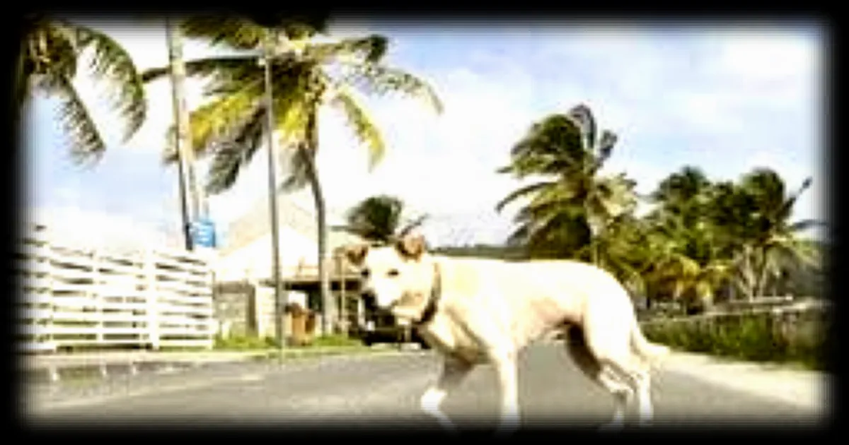 Trois chiens retrouvés attachés à un arbre en état de dénutrition avancé en Guadeloupe