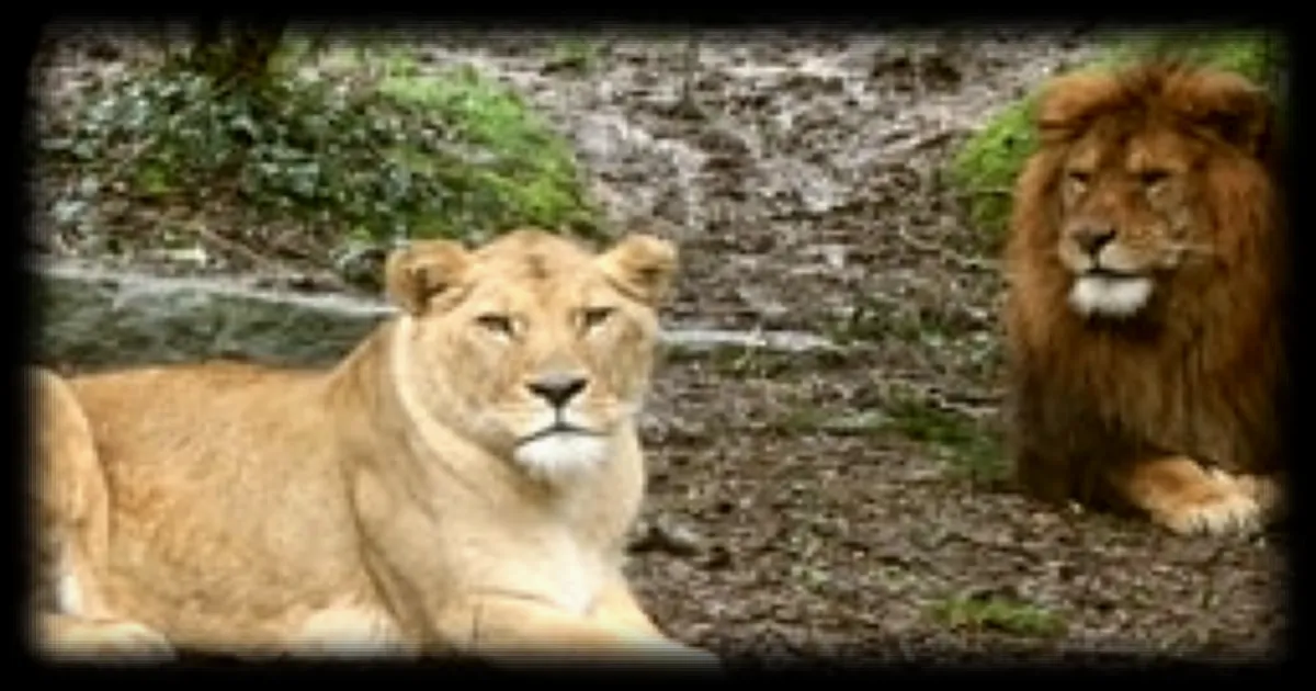 Trois lions meurent dans un zoo de Tokyo après des semaines de fortes chaleurs