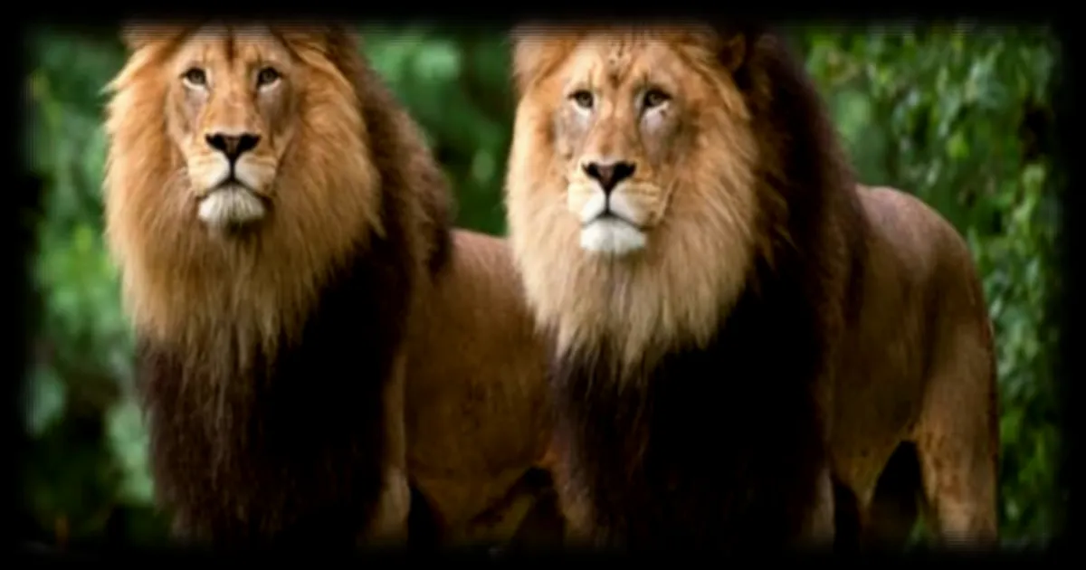 Trois lions meurent d'un coup de chaud au zoo de Tokyo