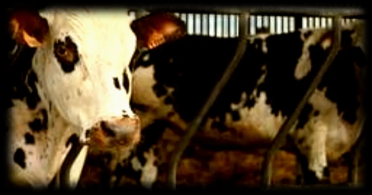 Trois vaches secourues par les pompiers en Normandie