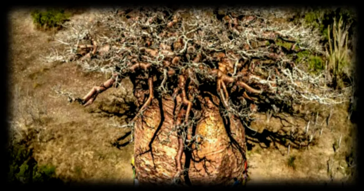 Tsitakakantsa, le plus grand baobab de Madagascar, montre des signes de déclin irréversible