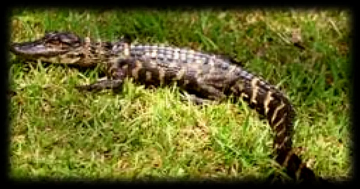 Un adolescent américain arrêté pour avoir maltraité un bébé alligator en Floride