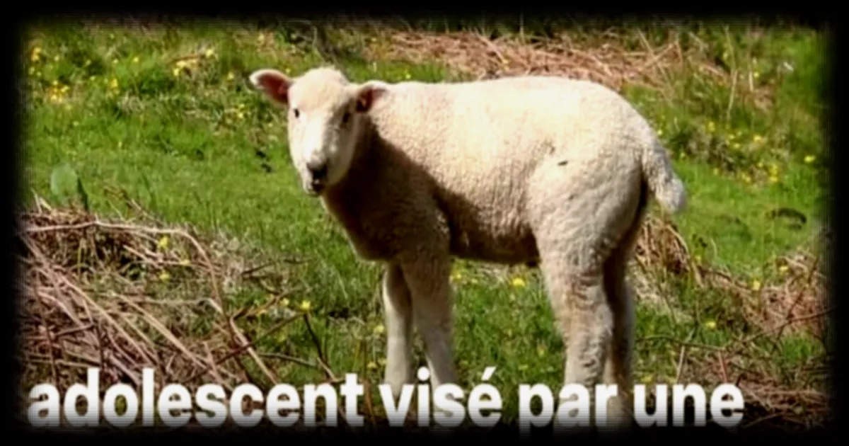 Un adolescent de Dignes-les-Bains visé par une plainte pour des faits relevant de la zoophilie